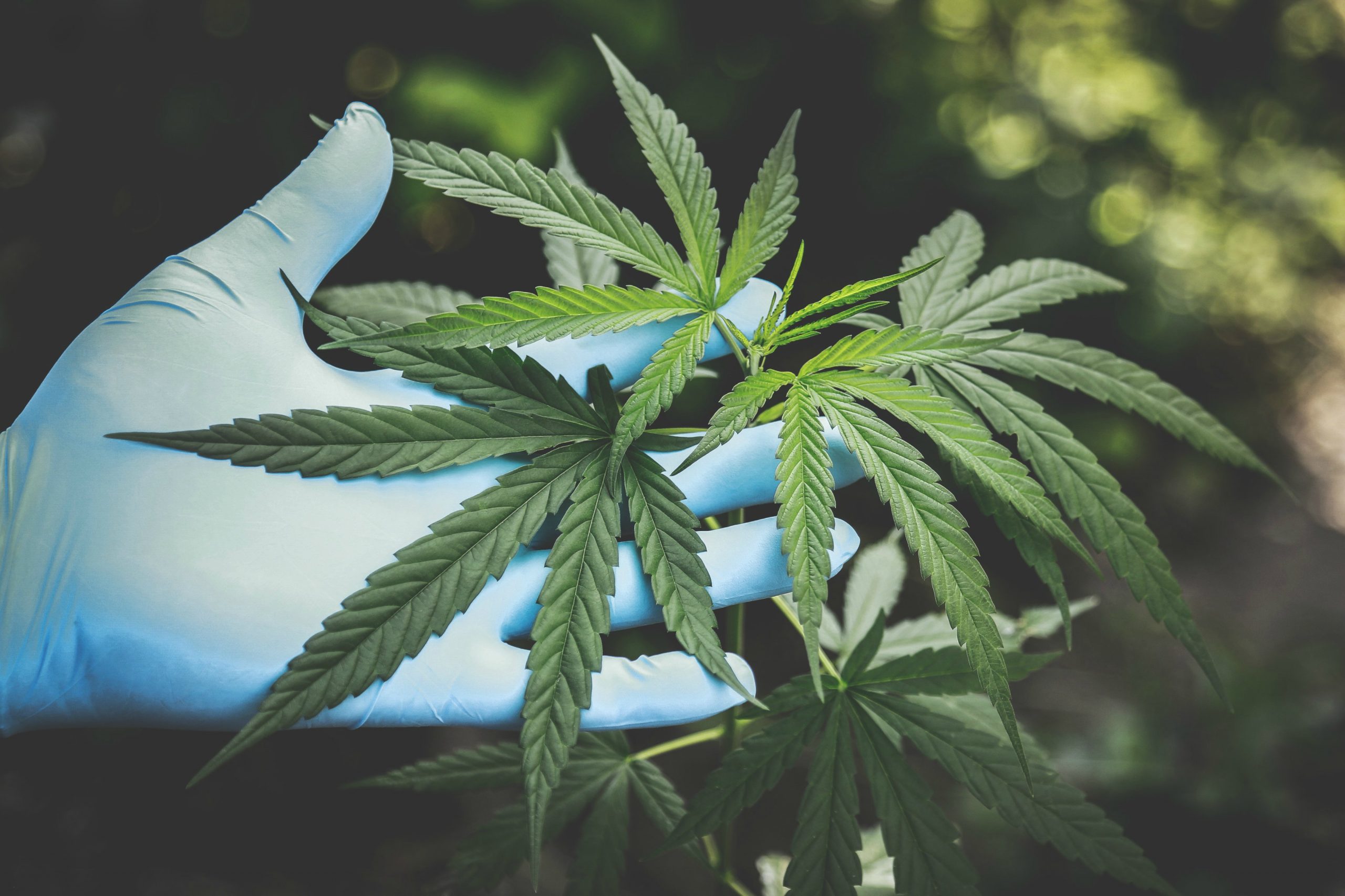 Cannabis, Governo pensa a commercializzarla? FDI dice NO!